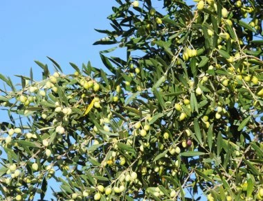 Αφιέρωμα 7 σελίδων από το δημοφιλέστερο τουριστικό περιοδικό της Ρωσίας για το λάδι Χαλκιδικής